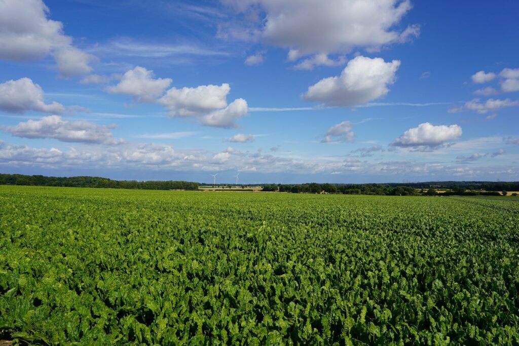 Landschaft von Schleswig-Holstein mit grünen Feldern und Seen.